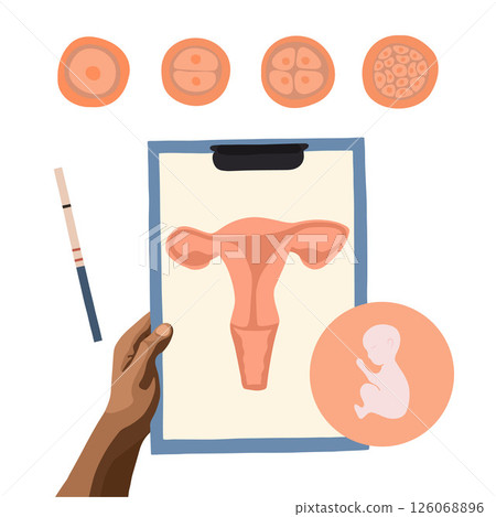 The process of cell division during fertilization. Egg cell division. Fertilization of the egg. Zygote. The process of cell division during fertilization. Egg cell division. Fertilization of the egg. Zygote. 126068896