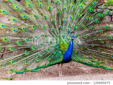 Beautiful peacock opening its tail 126069475