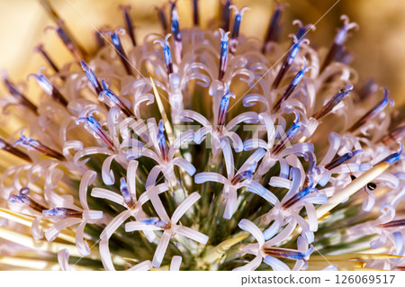 Prickled flower of Negev desert Prickled flower of Negev desert 126069517