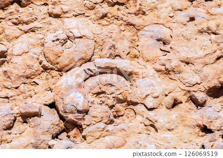 the Ammonite Wall in Ramon Crater Negev desert 126069519