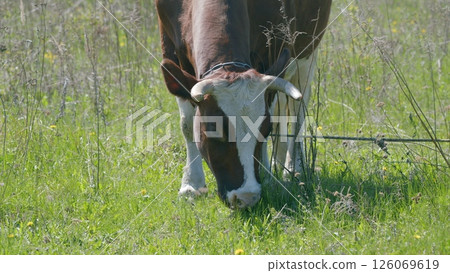A Grazing Cow in a Sunny Pasture on a beautiful and bright summer day is a calming sight 126069619