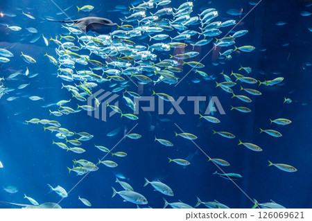 魚群 |水族館 魚群 |水族館 126069621