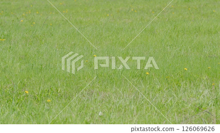 A beautiful, lush green field adorned with vibrant dandelions showcasing the splendor of springtime A beautiful, lush green field adorned with vibrant dandelions showcasing the splendor of springtime 126069626