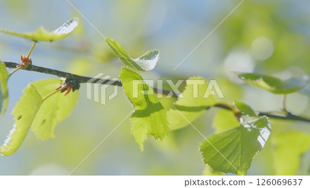 A closeup image showcasing vibrant, fresh green leaves gracefully hanging on a branch A closeup image showcasing vibrant, fresh green leaves gracefully hanging on a branch 126069637