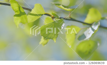 Beautiful and Fresh Green Leaves Set Against a Soft Light Background Creating a Serene Atmosphere Beautiful and Fresh Green Leaves Set Against a Soft Light Background Creating a Serene Atmosphere 126069639