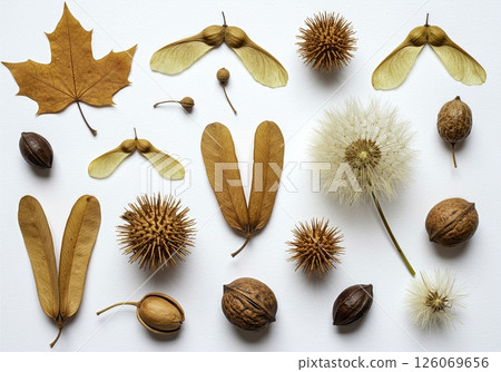 Diverse Collection of Natural Seed Pods,  and Nuts in Artistic Botanical Flat Lay Arrangement 126069656