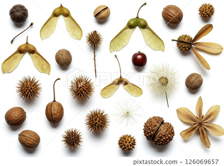 Diverse Collection of Natural Seed Pods,  and Nuts in Artistic Botanical Flat Lay Arrangement 126069657