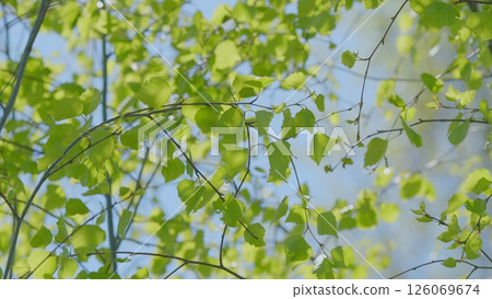Lush Green Leaves and Branches Flourishing Against a Bright Blue Sky, Exuding Peacefulness 126069674
