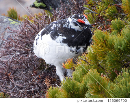 A male rock ptarmigan pecking at food on Mt. Ontake during the snowy season A male rock ptarmigan pecking at food on Mt. Ontake during the snowy season 126069700