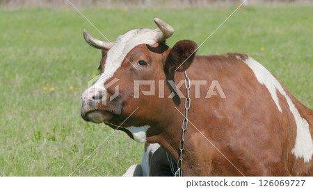 A Lazy Brown Cow Relaxing on a Beautiful Pasture Under Bright Daylight Conditions A Lazy Brown Cow Relaxing on a Beautiful Pasture Under Bright Daylight Conditions 126069727