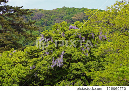 由布院：新綠 126069750