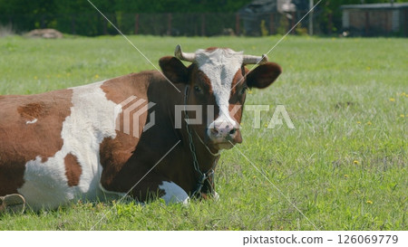 A Peaceful Brown and White Cow Lazing in a Beautiful Green Pasture Surrounded by Nature 126069779