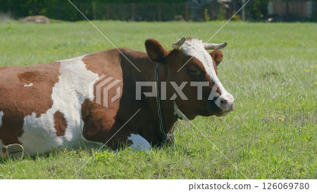A Charming Brown and White Cow Enjoying a Rest in a Lush Green Pasture Under the Sun 126069780