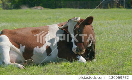 A Relaxed Brown and White Cow is comfortably resting and enjoying its time in a Vibrant Green Field A Relaxed Brown and White Cow is comfortably resting and enjoying its time in a Vibrant Green Field 126069782