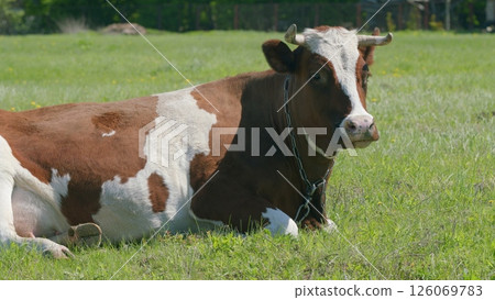 A beautiful Brown and White Cow peacefully resting in a lush Green Pasture today A beautiful Brown and White Cow peacefully resting in a lush Green Pasture today 126069783