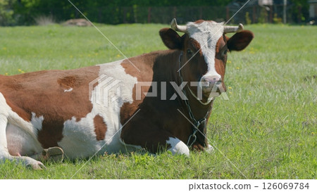 A Relaxed Brown and White Cow Resting Peacefully in a Beautifully Verdant Field of Grass A Relaxed Brown and White Cow Resting Peacefully in a Beautifully Verdant Field of Grass 126069784