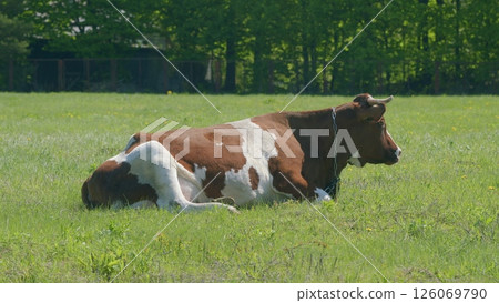 A Brown and White Cow Calmly Resting in a Lush Green Field Underneath the Clear Blue Sky 126069790