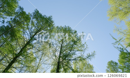 The Breathtaking Trees Stand Tall Against a Crystal Clear Sky, Creating an Impressive View 126069821