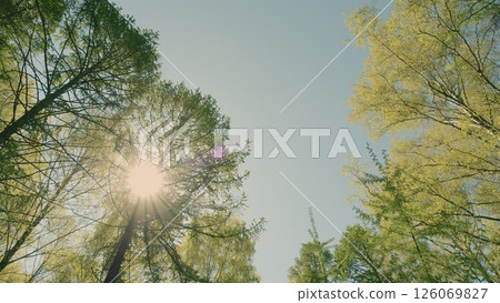 A Beautiful and Peaceful Forest Canopy with Sunlight Streaming Through the Trees Above 126069827
