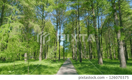 A Serene Forest Pathway That is Surrounded by Lush Green Trees and Vibrant Flora A Serene Forest Pathway That is Surrounded by Lush Green Trees and Vibrant Flora 126070375
