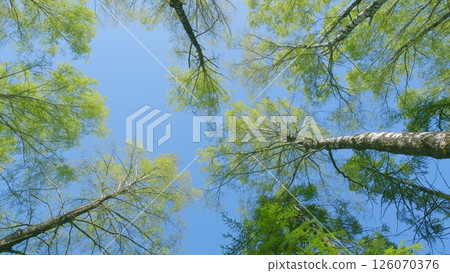A Serene Canopy View Featuring Bright Green Trees Beneath a Beautiful Clear Blue Sky A Serene Canopy View Featuring Bright Green Trees Beneath a Beautiful Clear Blue Sky 126070376