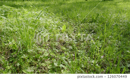 The Lush Green Grass and Flourishing Plants Found Within Our Beautiful Nature Landscape 126070449