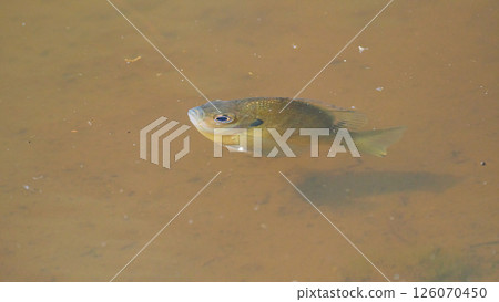 The shadow of a bluegill fish approaching the water surface The shadow of a bluegill fish approaching the water surface 126070450