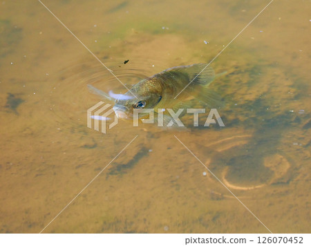 The shadow of a bluegill fish approaching the water surface 126070452
