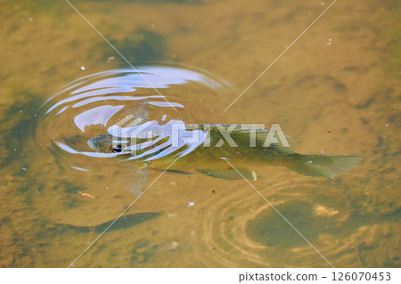 藍鰓魚的影子正在接近水面 126070453