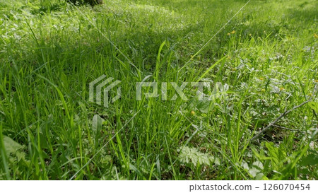 Discover lush green landscapes perfect for nature lovers, showcasing the beauty of the outdoors 126070454