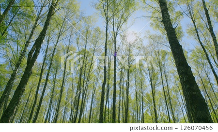 A Beautiful Lush Green Forest with Sunlight Streaming Through the Tall Trees Above 126070456