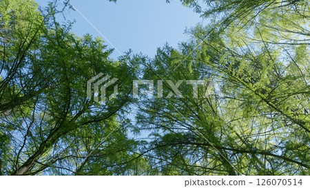 The Tranquil and Serene Canopy View Beneath the Lush and Vibrant Green Trees Above The Tranquil and Serene Canopy View Beneath the Lush and Vibrant Green Trees Above 126070514