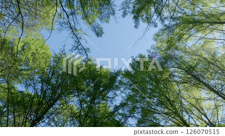 A Lush Green Canopy Spreads Beneath a Clear Blue Sky, Enveloping Us in Natures Beauty A Lush Green Canopy Spreads Beneath a Clear Blue Sky, Enveloping Us in Natures Beauty 126070515