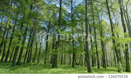 A Serene Green Forest filled with Tall Trees stretches under a Clear Blue Sky above A Serene Green Forest filled with Tall Trees stretches under a Clear Blue Sky above 126070536