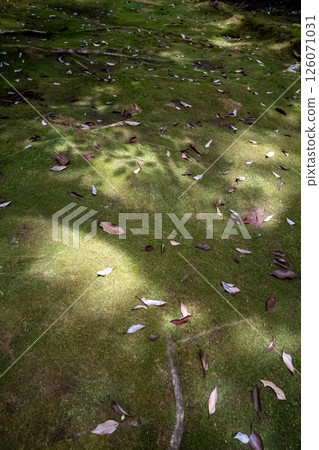 苔蘚 地面 土地 126071031