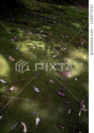 苔蘚 夏天 夏 126071032