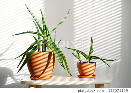 Aloe Vera Plants of Different Sizes are Placed on Tabletop, Basking in Natural Light. Shadows from Blinds Create Striking Patterns. 126071129