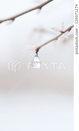 Frozen droplet hanging from frost-covered branch in winter 126071274