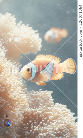 Clownfish swimming among coral in a vibrant underwater scene Clownfish swimming among coral in a vibrant underwater scene 126071364