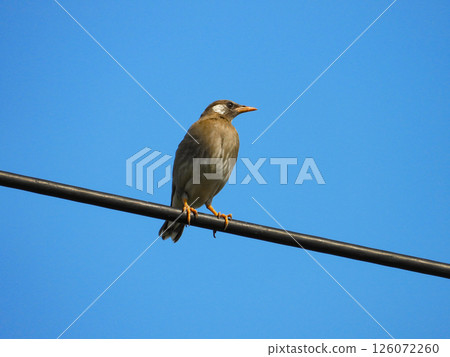 Starling staying on the wire 126072260