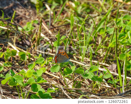 A copper butterfly resting on the grass 126072261