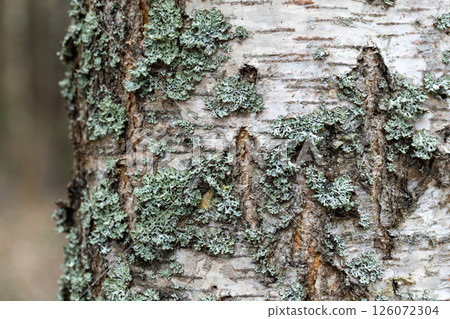 Detailed view of birch tree bark showcasing intricate lichen 126072304