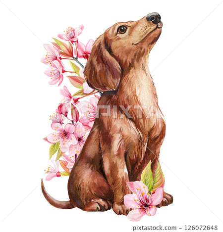 Watercolor dachshund dog with pink cherry blossoms, floral spring illustration nursery art, cute pet print, dog gift Watercolor dachshund dog with pink cherry blossoms, floral spring illustration nursery art, cute pet print, dog gift 126072648