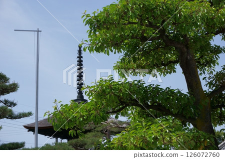 荒子觀音、樹與塔、尾張四觀音 126072760