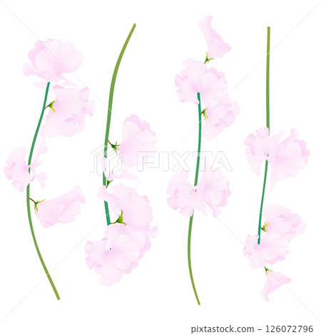 香豌豆 126072796