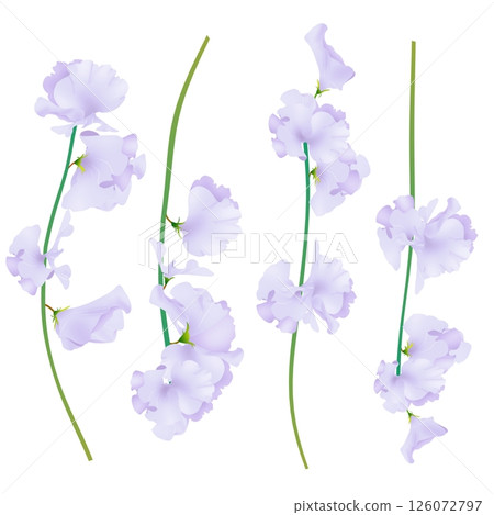 香豌豆 126072797