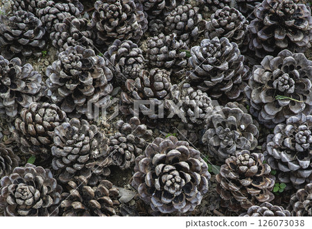 Background from nature cones closeup 126073038