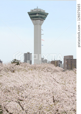 Goryokaku Park with cherry blossoms in full bloom, famous cherry blossom spot, cherry blossom viewing, Hakodate Goryokaku Park with cherry blossoms in full bloom, famous cherry blossom spot, cherry blossom viewing, Hakodate 126073085