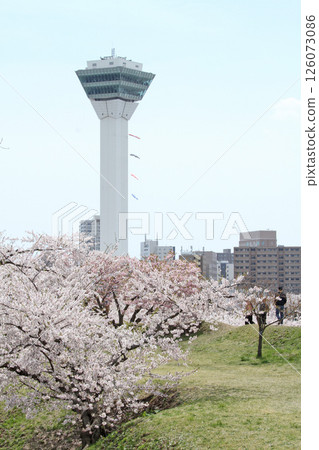 Goryokaku Park with cherry blossoms in full bloom, famous cherry blossom spot, cherry blossom viewing, Hakodate 126073086