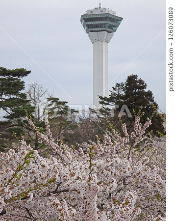 五稜郭公園櫻花盛開，著名賞櫻勝地，賞櫻勝地，函館 126073089